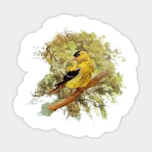 Green Shades Goldfinch Sticker